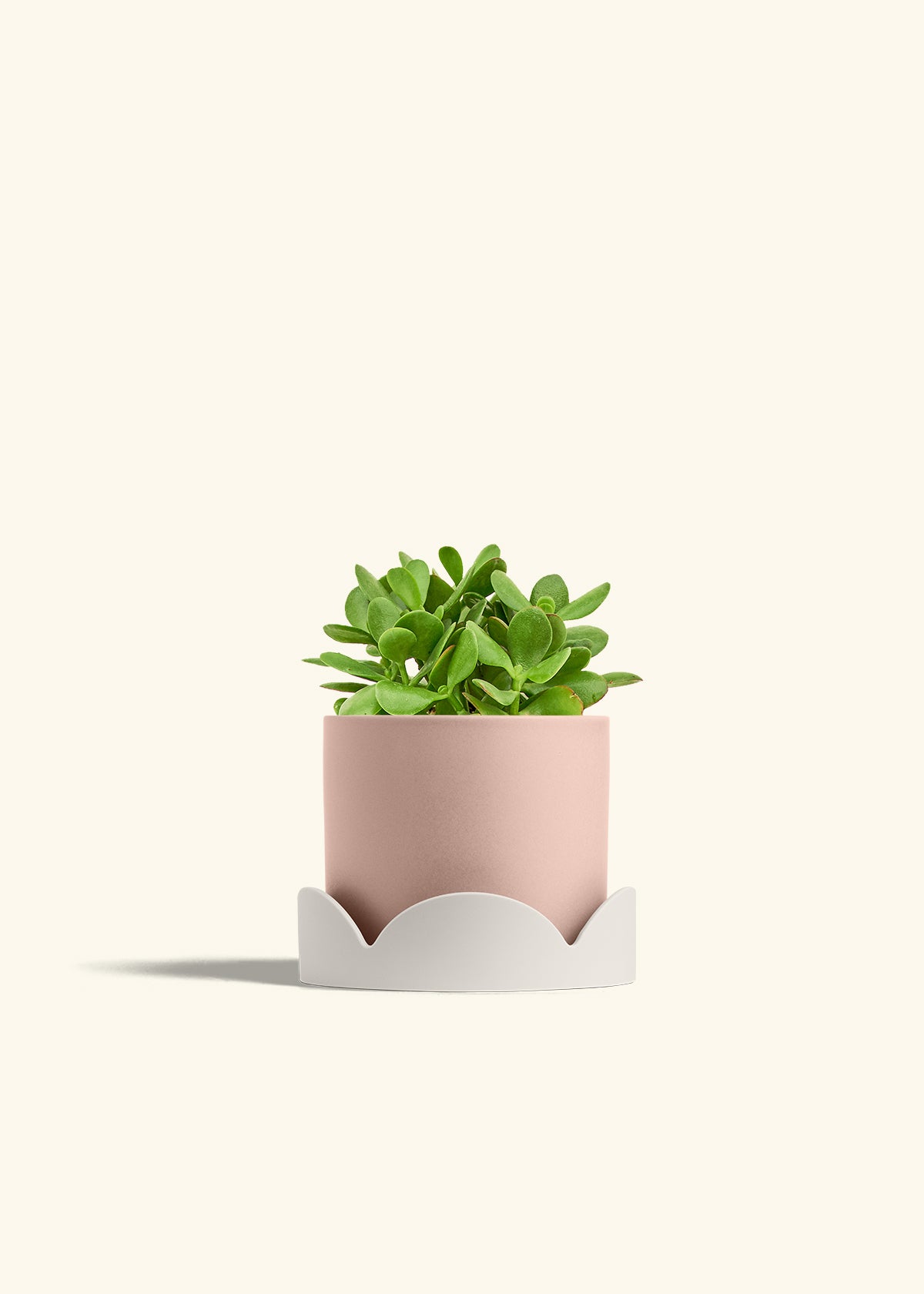 Jade Plant in a 6 inches Pink Classic Cylinder Planter in a Oat Petal Drip Tray