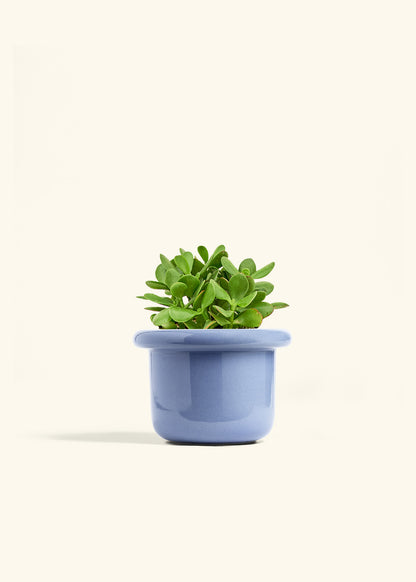 Jade Plant in a 6 inches Fat Lip Blue Planter 