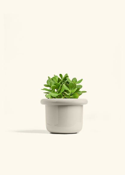Jade Plant in a 6 inches Fat Lip Oat Planter 