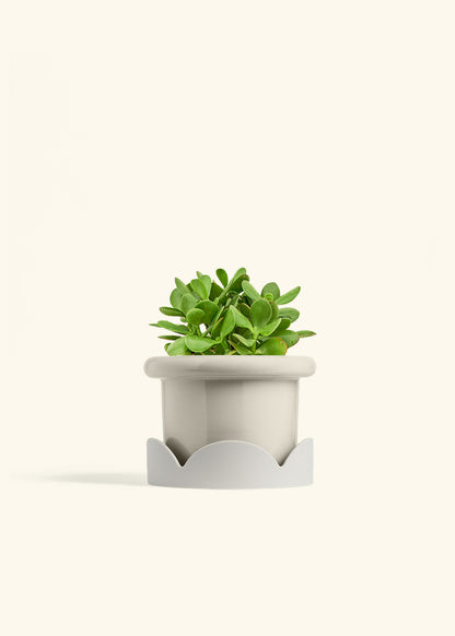 Jade Plant in a 6 inches Fat Lip Oat Planter in a Oat Petal Drip Tray