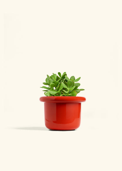 Jade Plant in a 6 inches Fat Lip Red Planter 