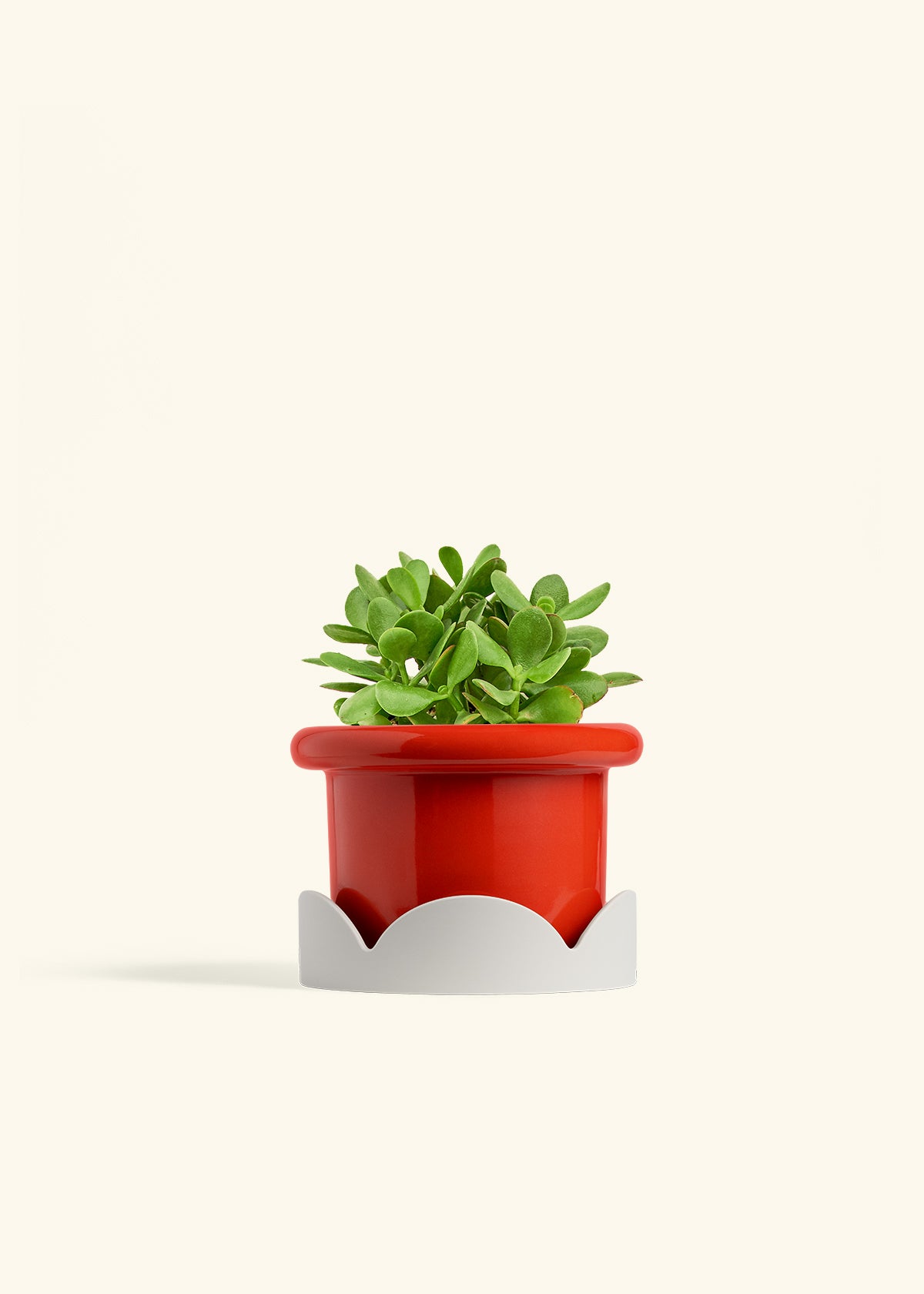 Jade Plant in a 6 inches Fat Lip Red Planter in a Oat Petal Drip Tray