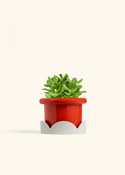 Jade Plant in a 6 inches Fat Lip Red Planter in a Oat Petal Drip Tray