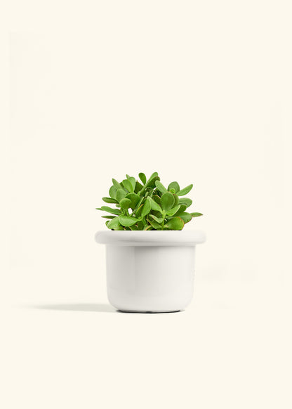 Jade Plant in a 6 inches Fat Lip White Planter 