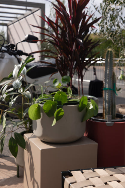 Self-Watering Planter, Sage