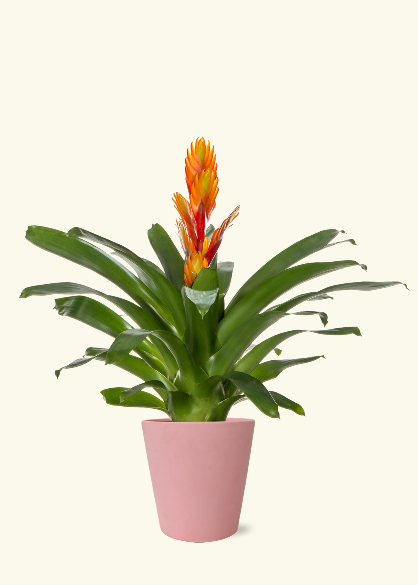 Small Orange Bromeliad in a pink jane matte ceramic grow pot.