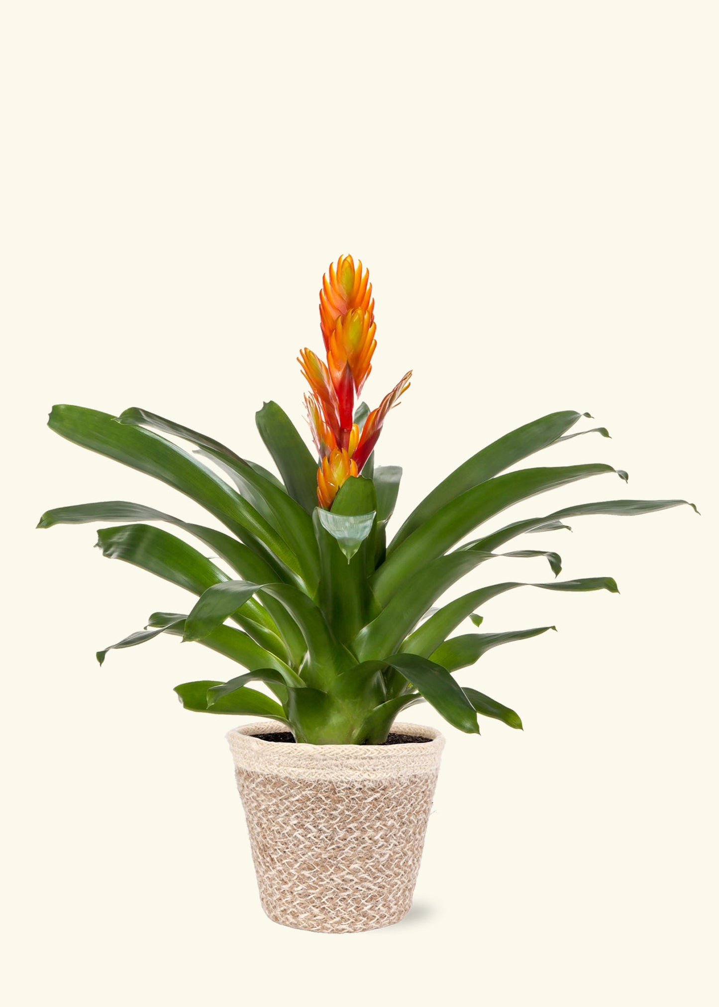 Small Orange Bromeliad in a cream ivo jute grow pot.