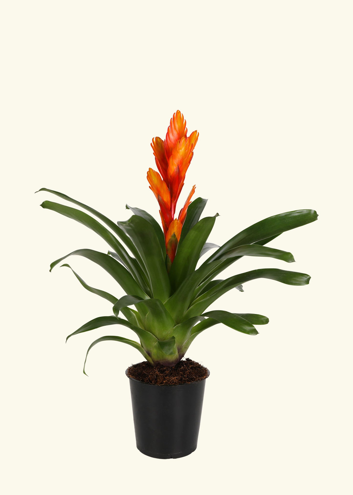 Small Orange Bromeliad in a grow pot.