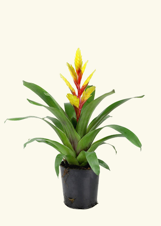 Small Yellow Bromeliad in a grow pot.