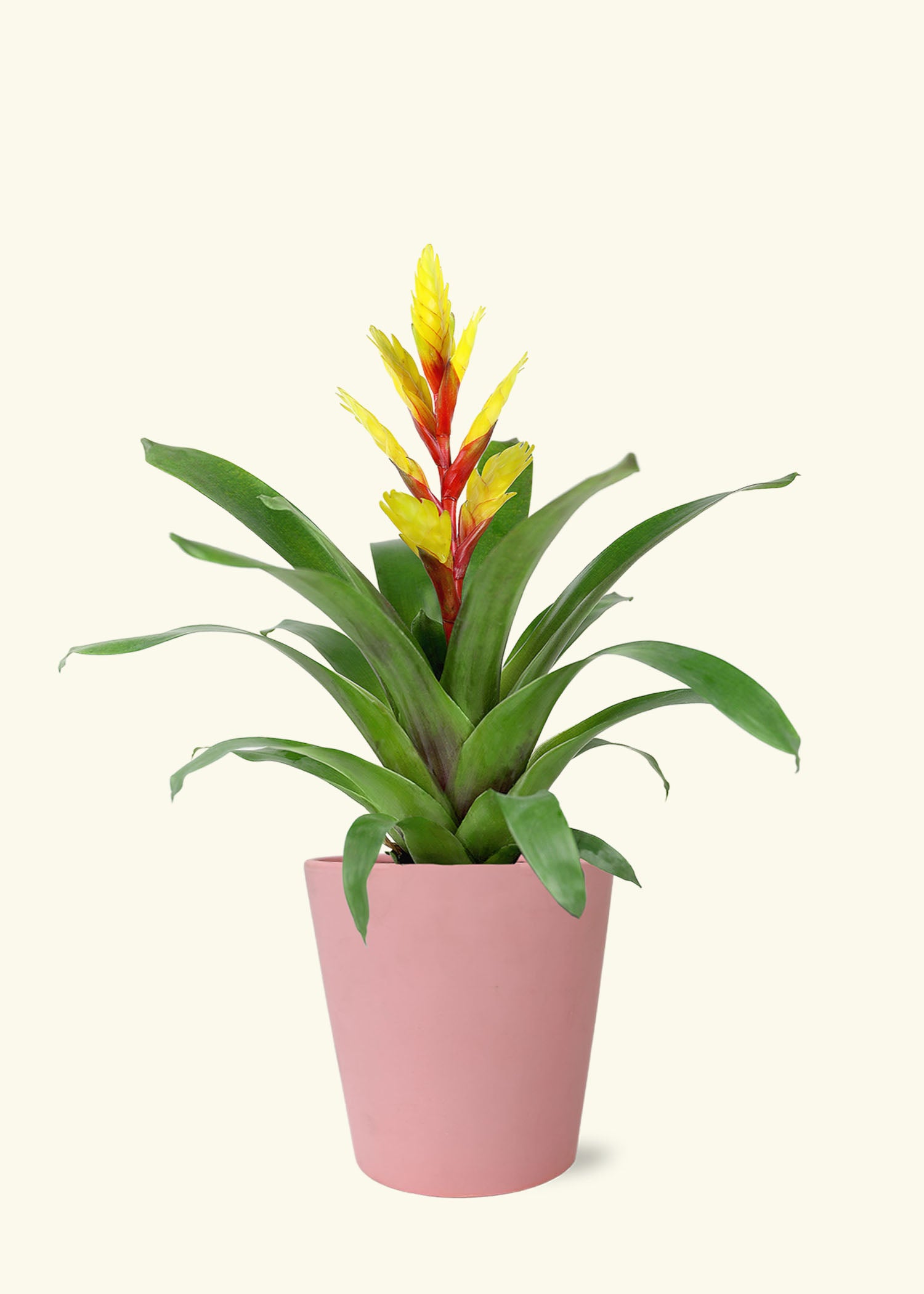 Small Yellow Bromeliad in a pink jane matte ceramic grow pot.