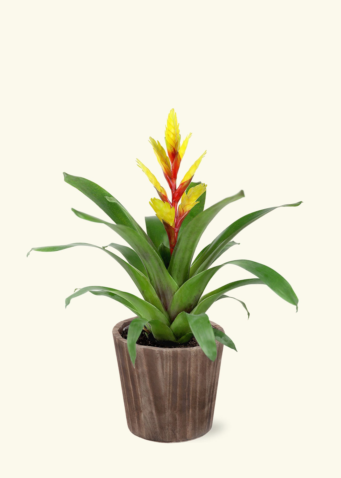 Small Yellow Bromeliad in a brown wilson wood grow pot.