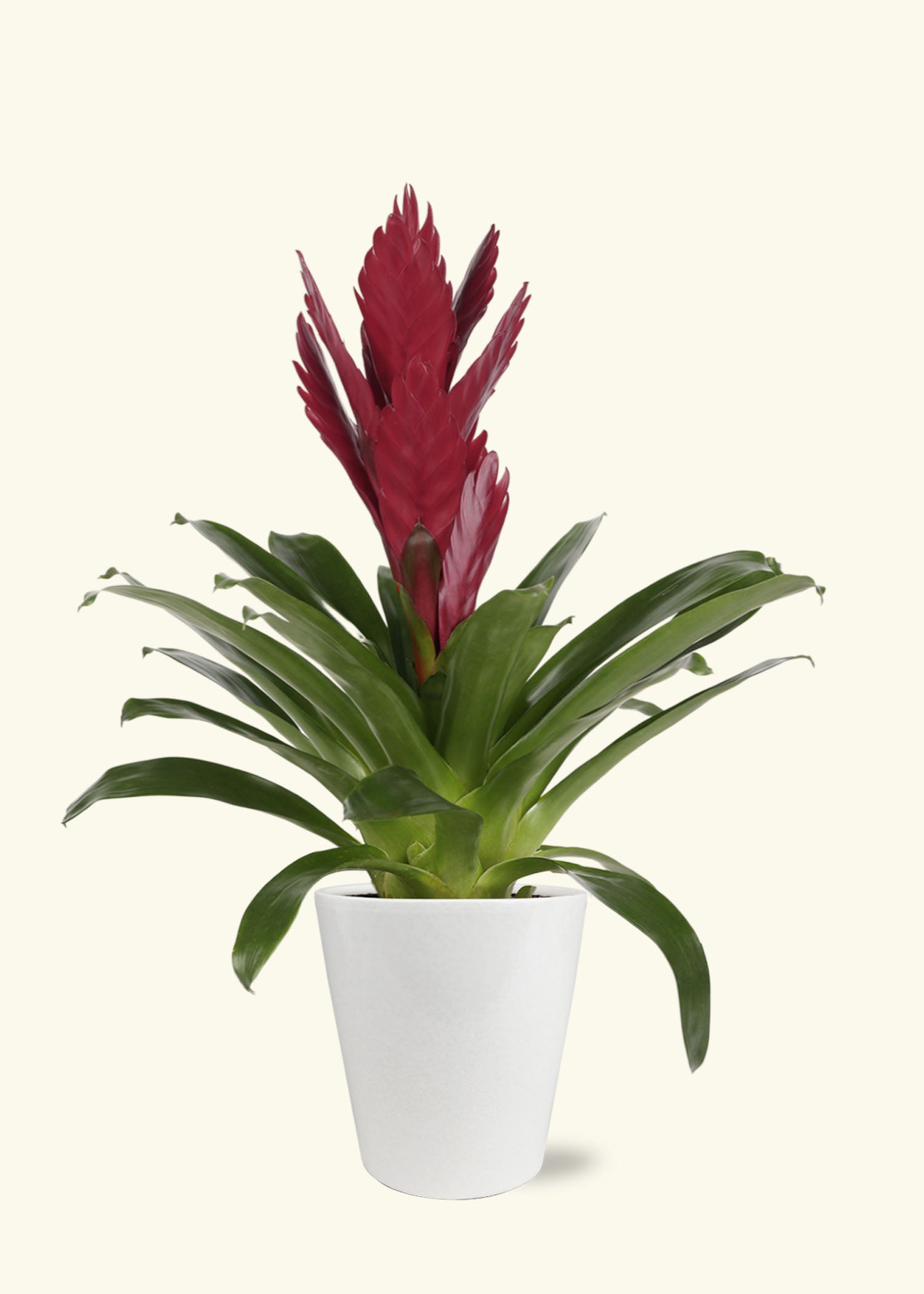 Bromeliad Tillandsia 2024 Steve (6 inch pot)