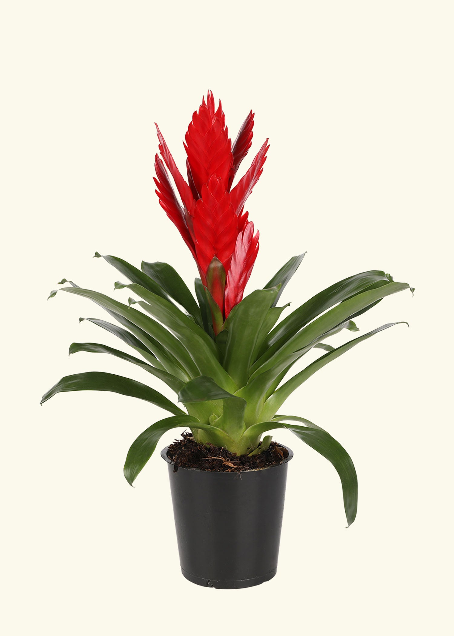 Small Red Bromeliad in a grow pot.