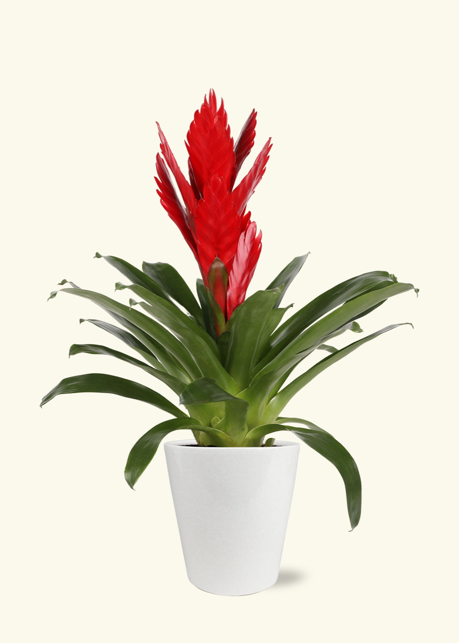 Small Red Bromeliad in a white quinn ceramic grow pot.