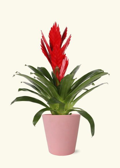 Small Red Bromeliad in a pink jane matte ceramic grow pot.