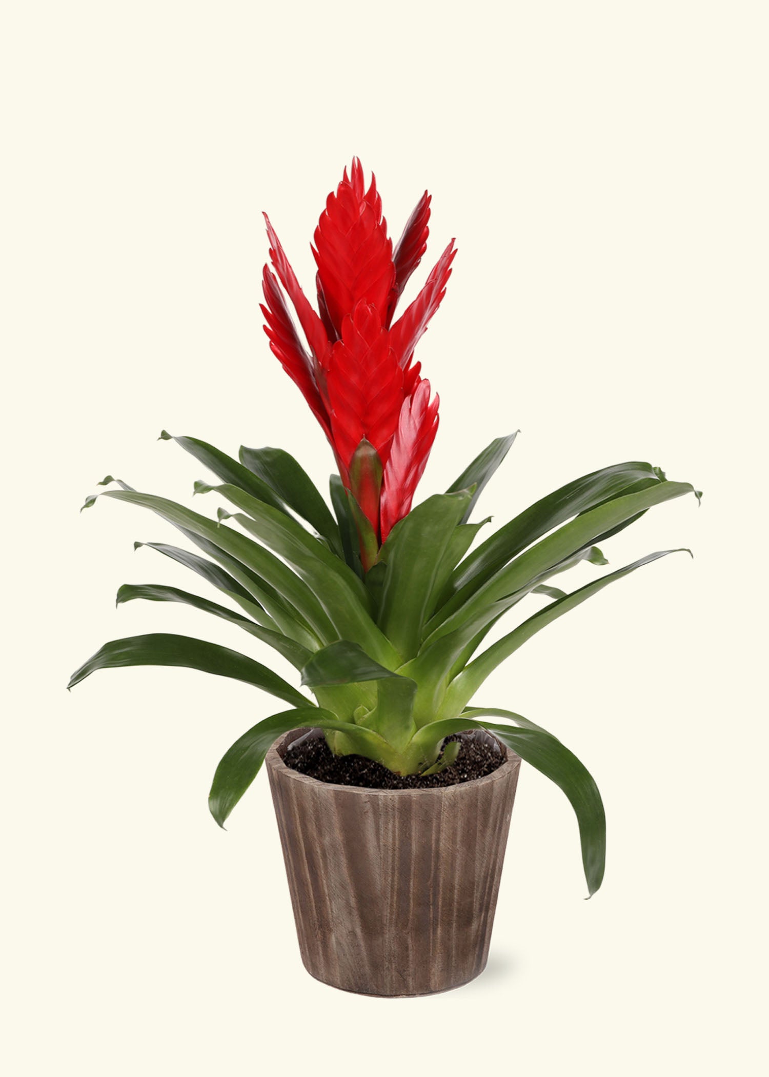 Small Red Bromeliad in a brown wilson wood grow pot.