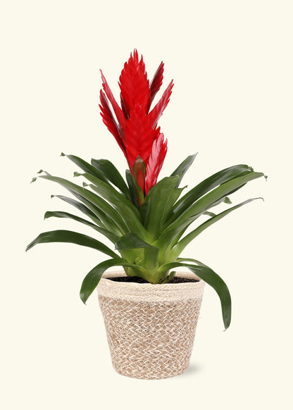 Small Red Bromeliad in a cream ivo jute grow pot.