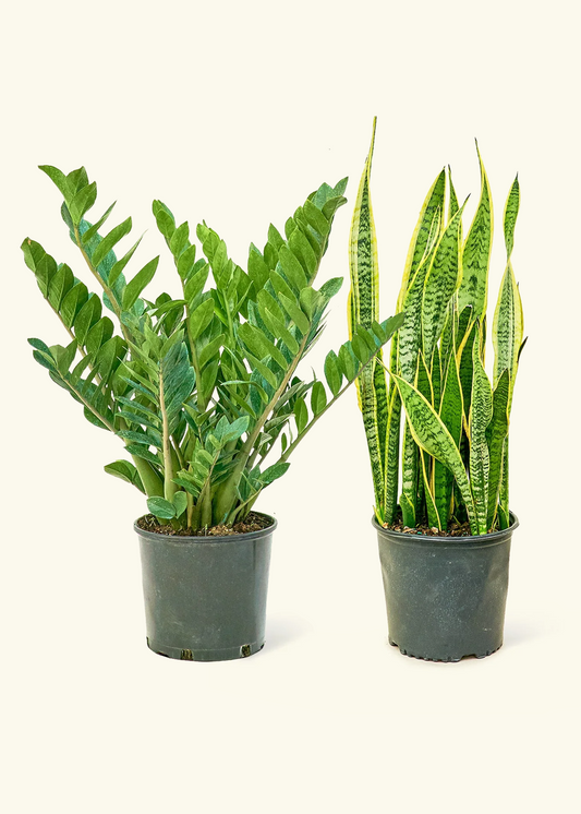 Low Light Duo - Large ZZ Plant and Snake Plant 'Laurentii' in a grow pot.