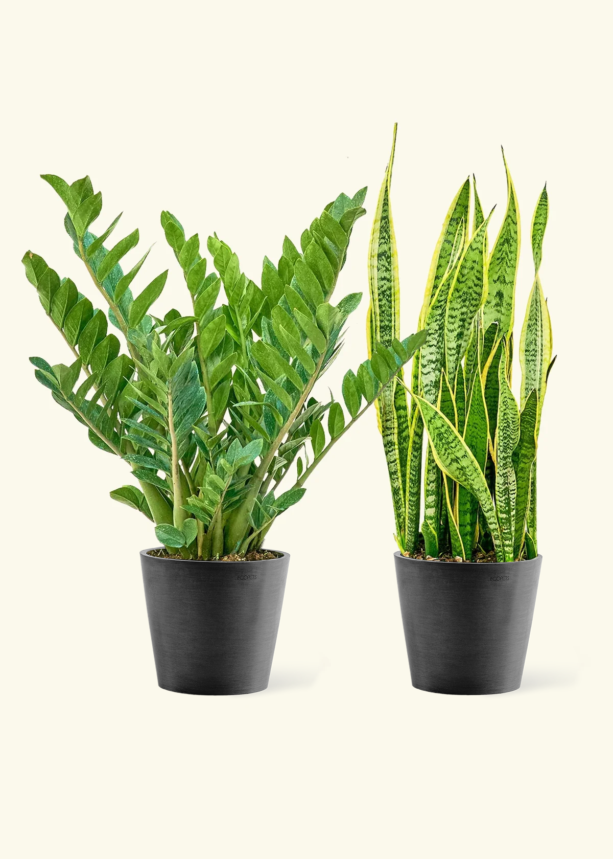 Low Light Duo - Large ZZ Plant and Snake Plant 'Laurentii' in a black pot.
