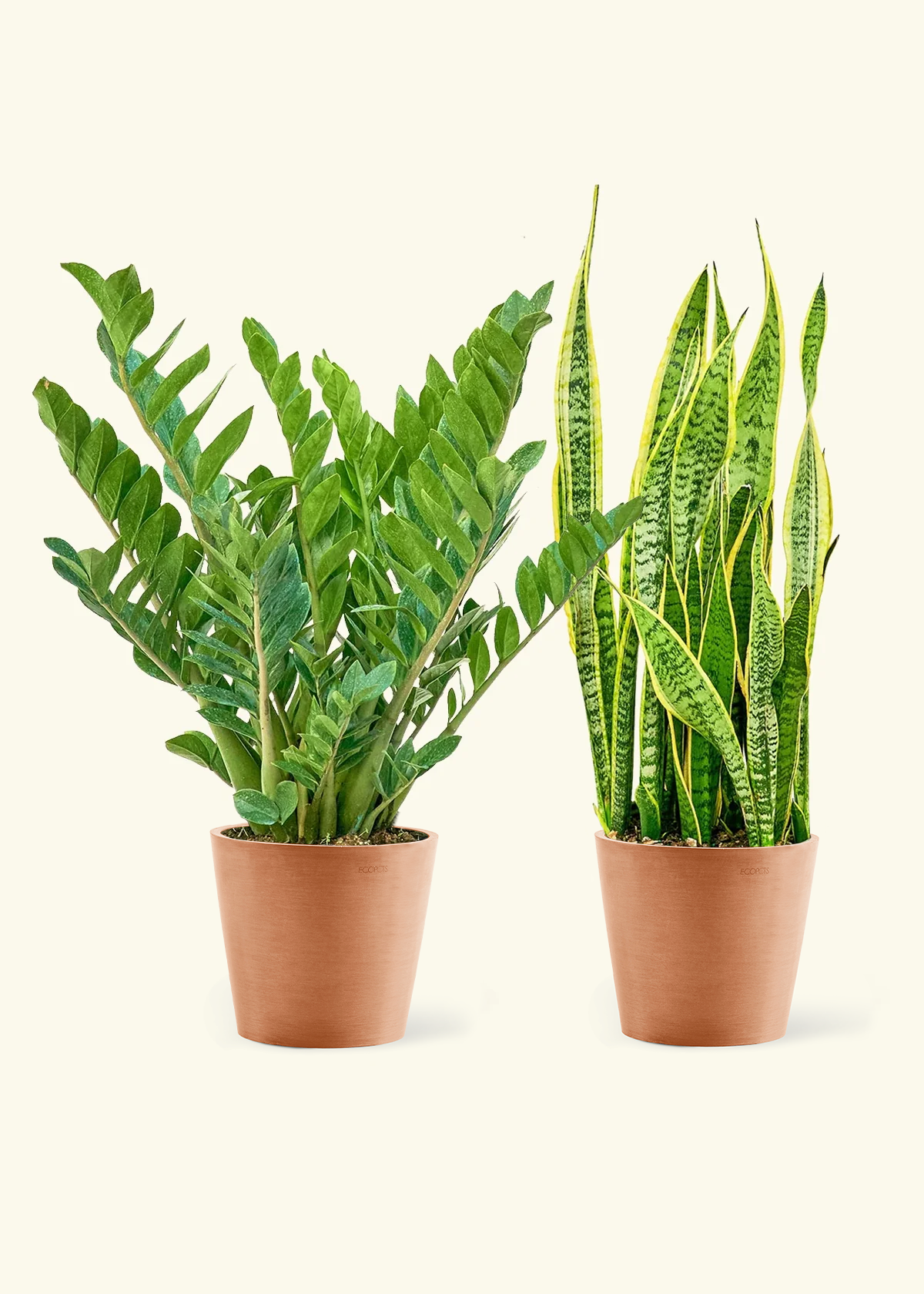 Low Light Duo - Large ZZ Plant and Snake Plant 'Laurentii' in a terracotta pot.