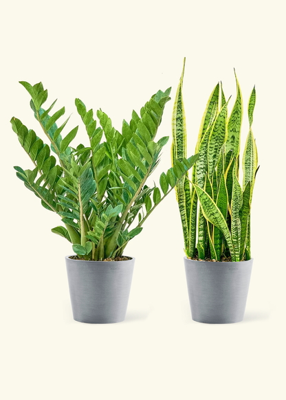 Low Light Duo - Large ZZ Plant and Snake Plant 'Laurentii' in a gray stone pot.