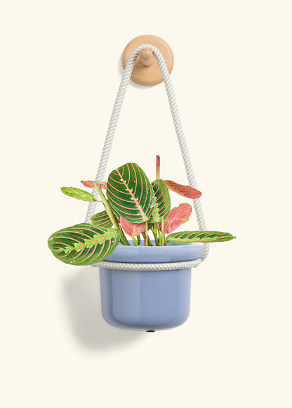 Red Prayer Plant, Small