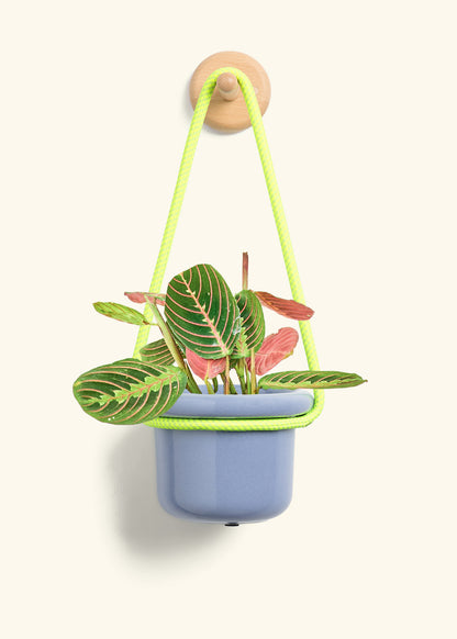Red Prayer Plant, Small
