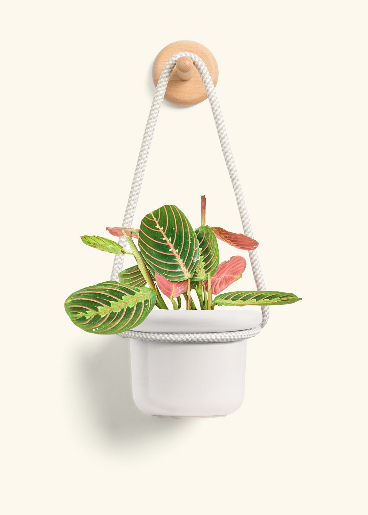 Red Prayer Plant, Small