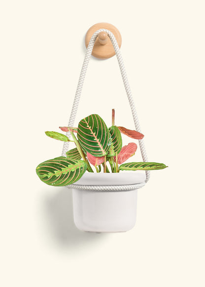 Red Prayer Plant, Small