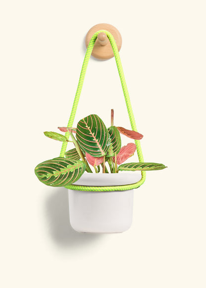 Red Prayer Plant, Small