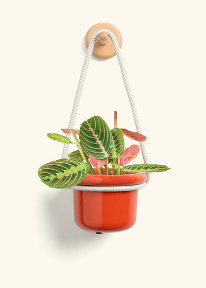 Red Prayer Plant, Small