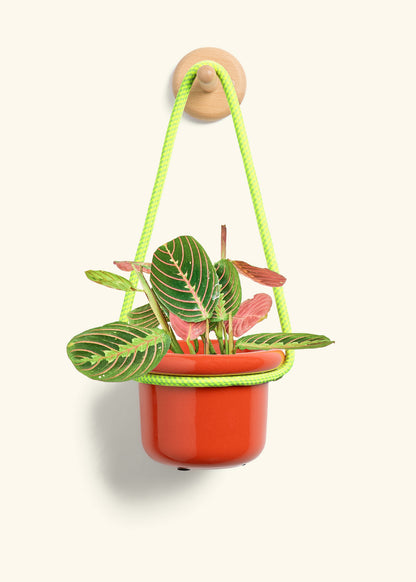 Red Prayer Plant, Small