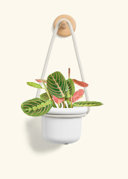 Red Prayer Plant, Small