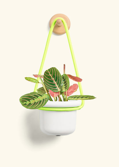 Red Prayer Plant, Small