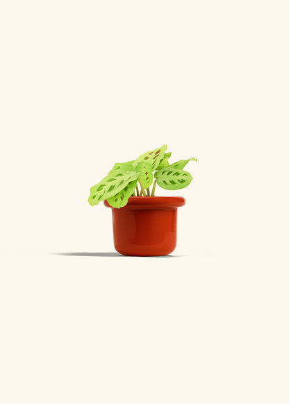 Red Prayer Plant in a 4 inches Fat Lip Red Planter 