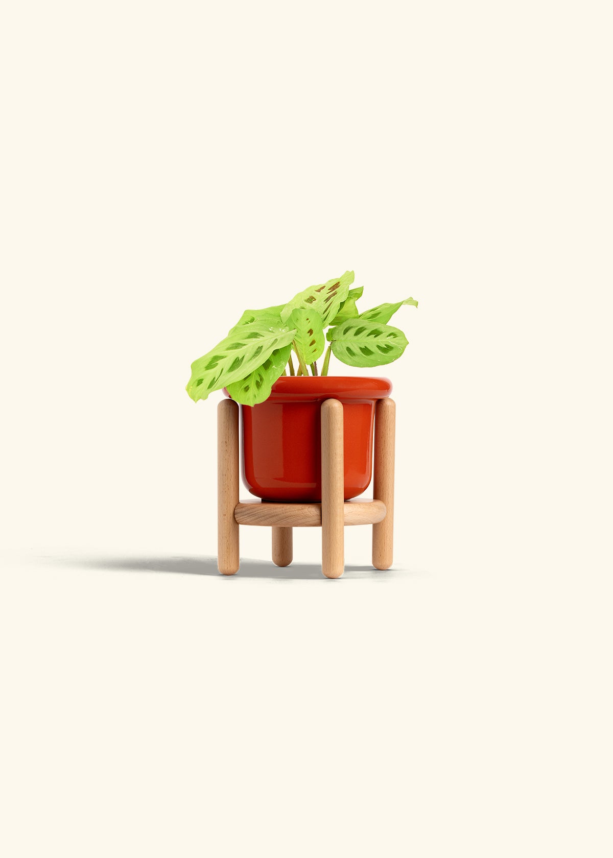 Red Prayer Plant in a 4 inches Fat Lip Red Planter in a Beech Wood Stand