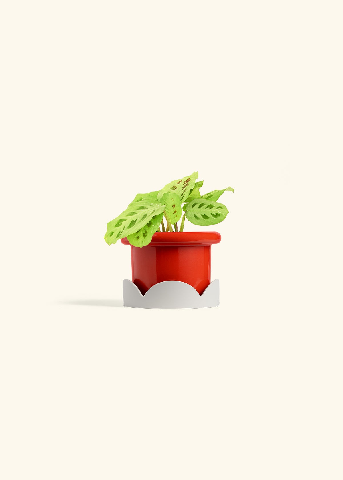 Red Prayer Plant in a 4 inches Fat Lip Red Planter in a Oat Petal Drip Tray