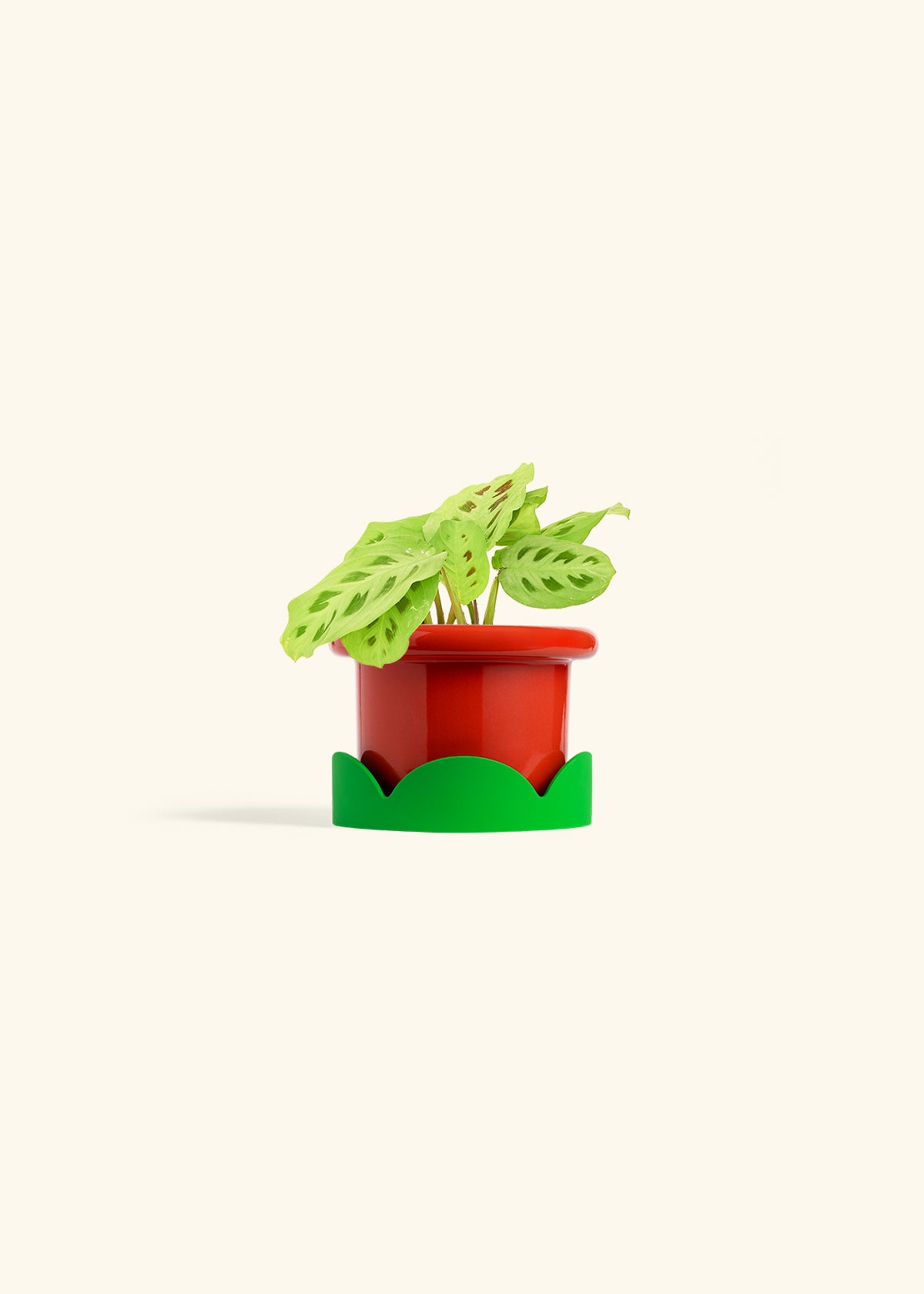 Red Prayer Plant in a 4 inches Fat Lip Red Planter in a Shamrock Petal Drip Tray