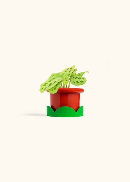 Red Prayer Plant in a 4 inches Fat Lip Red Planter in a Shamrock Petal Drip Tray