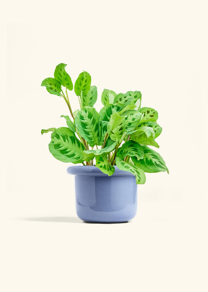Prayer Plant Beauty Kim in a 6 inches Fat Lip Blue Planter 