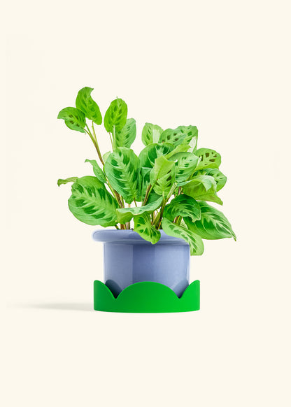 Prayer Plant Beauty Kim in a 6 inches Fat Lip Blue Planter in a Shamrock Petal Drip Tray