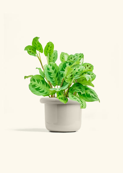 Prayer Plant Beauty Kim in a 6 inches Fat Lip Oat Planter 