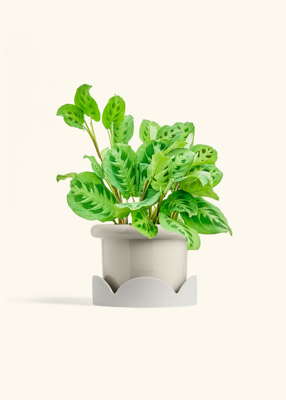 Prayer Plant Beauty Kim in a 6 inches Fat Lip Oat Planter in a Oat Petal Drip Tray