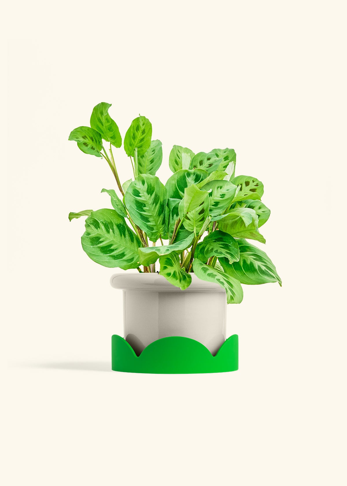 Prayer Plant Beauty Kim in a 6 inches Fat Lip Oat Planter in a Shamrock Petal Drip Tray