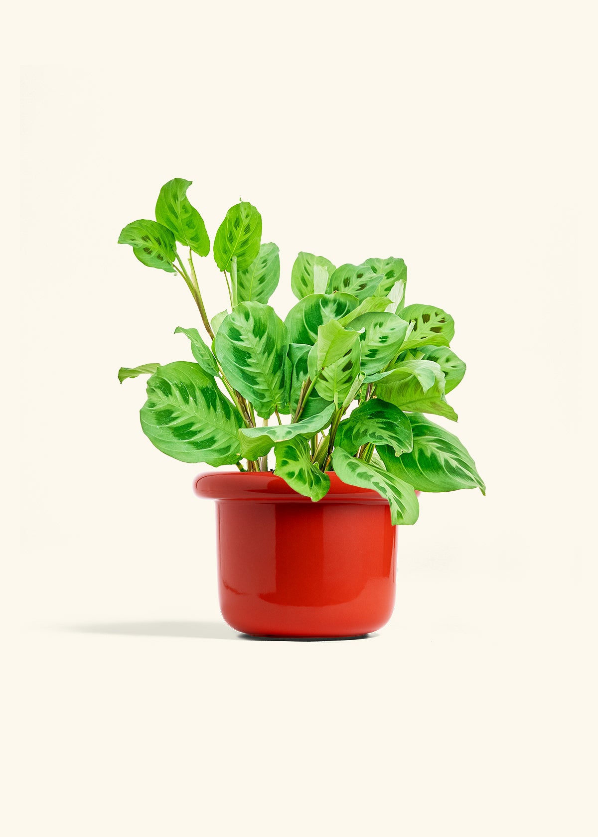 Red Prayer Plant in a 6 inches Fat Lip Red Planter 