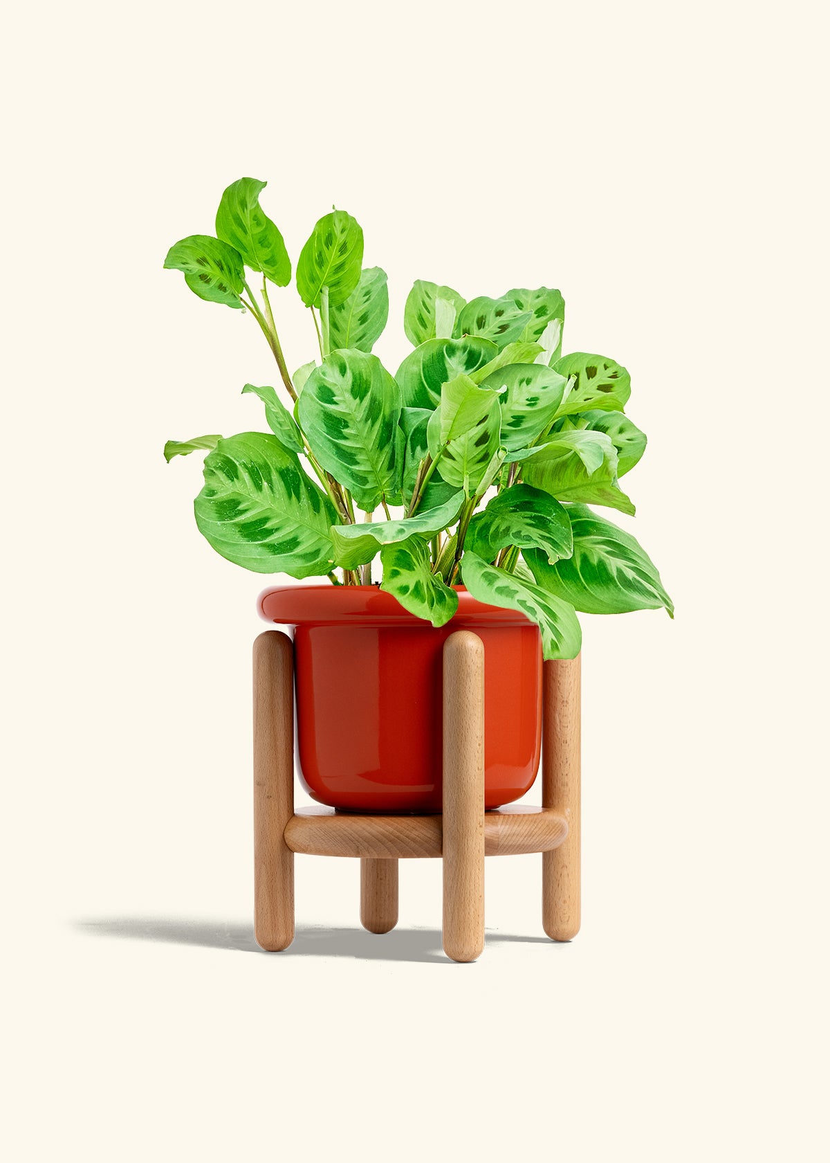 Red Prayer Plant in a 6 inches Fat Lip Red Planter in a Beech Wood Stand