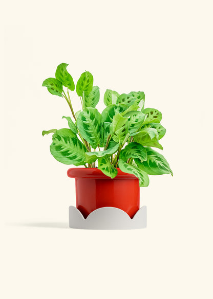 Red Prayer Plant in a 6 inches Fat Lip Red Planter in a Oat Petal Drip Tray
