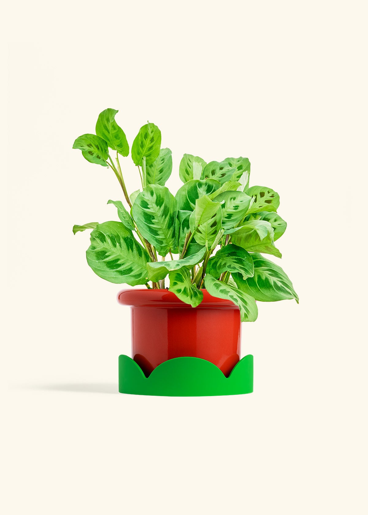 Red Prayer Plant in a 6 inches Fat Lip Red Planter in a Shamrock Petal Drip Tray