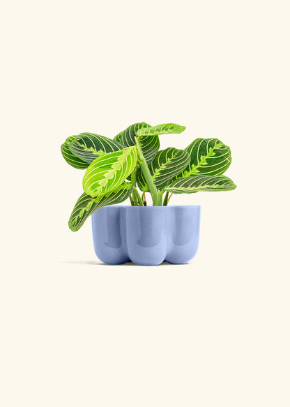 Lemon Lime Prayer Plant in a 4 inches in a Blue Petal Planter