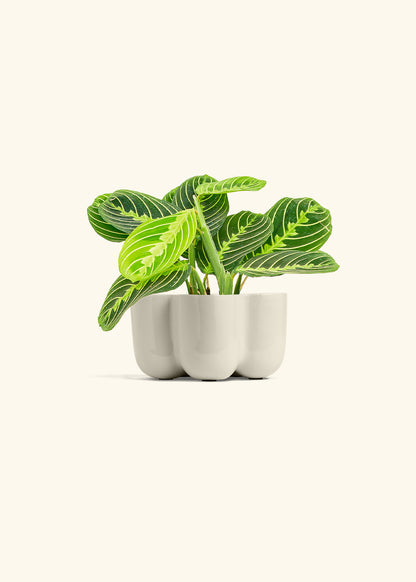 Lemon Lime Prayer Plant in a 4 inches in a Oat Petal Planter